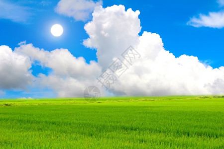 多云的美丽阳光绿稻和天空图片