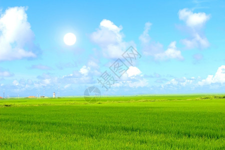 挂多云的绿稻和天空谷物图片