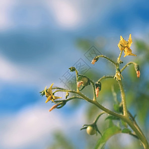 绿色新番茄植物厨师降低蔬菜图片