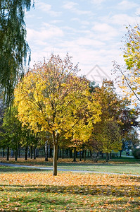 秋天公园里黄色的树叶图片