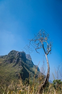 草DoiLuangChiangDao山风景清迈泰国植物垃圾摇滚图片
