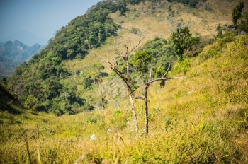 叶子难的DoiLuangChiangDao山风景清迈泰国灰色的图片