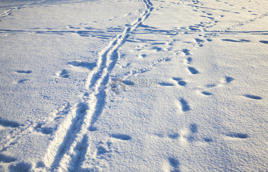 降雪后的地里有大量动物足迹人畜踪踏状态宽慰图片