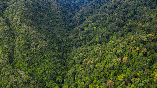 天线堂冥想Asian热带雨林森树纹理和背景的空中观图片