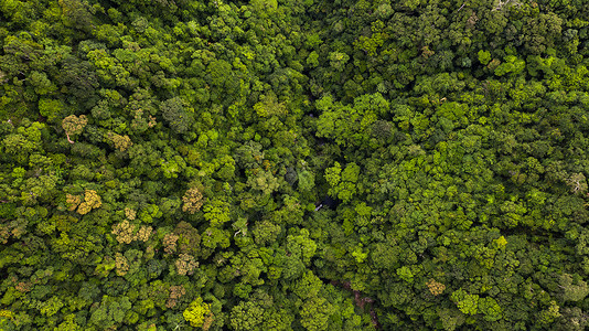 Asian热带雨林森树纹理和背景的空中观宁静河天气图片