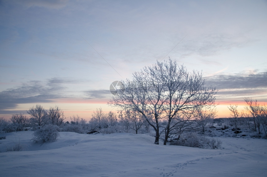在日出前的清晨冬天在一个巨大的平原地区在瑞典群岛奥兰场景树季节图片