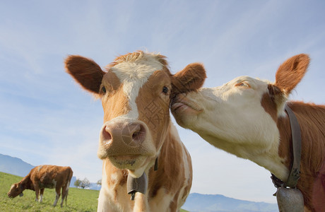 牧场一头奶牛爱着另个主题草食图片