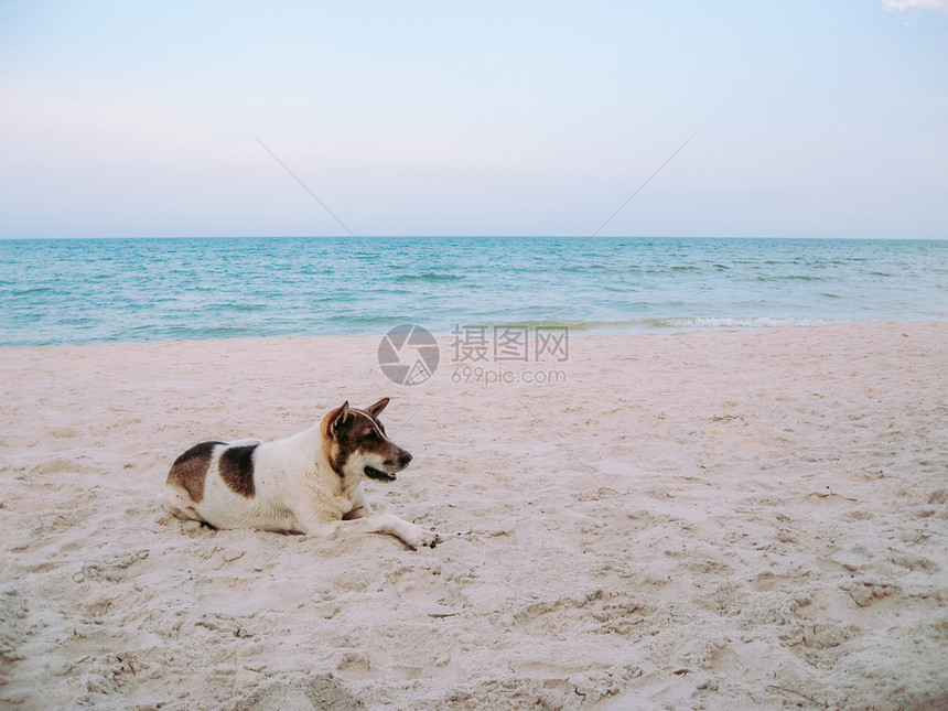海滩上的狗狗图片