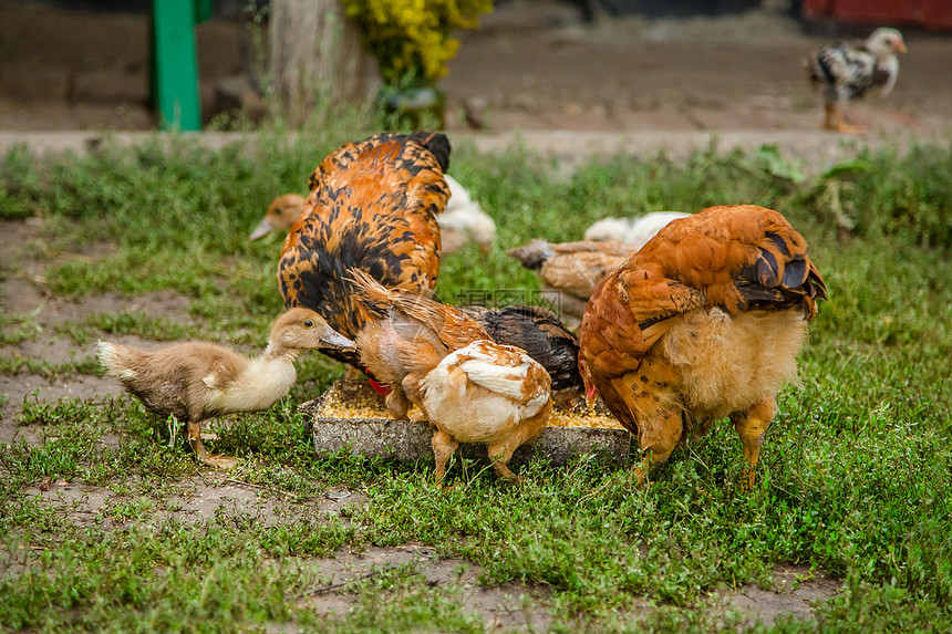 小鸡在农场院子里的小母鸡不同品种的在农场院子里的小母鸡羽毛有机的图片