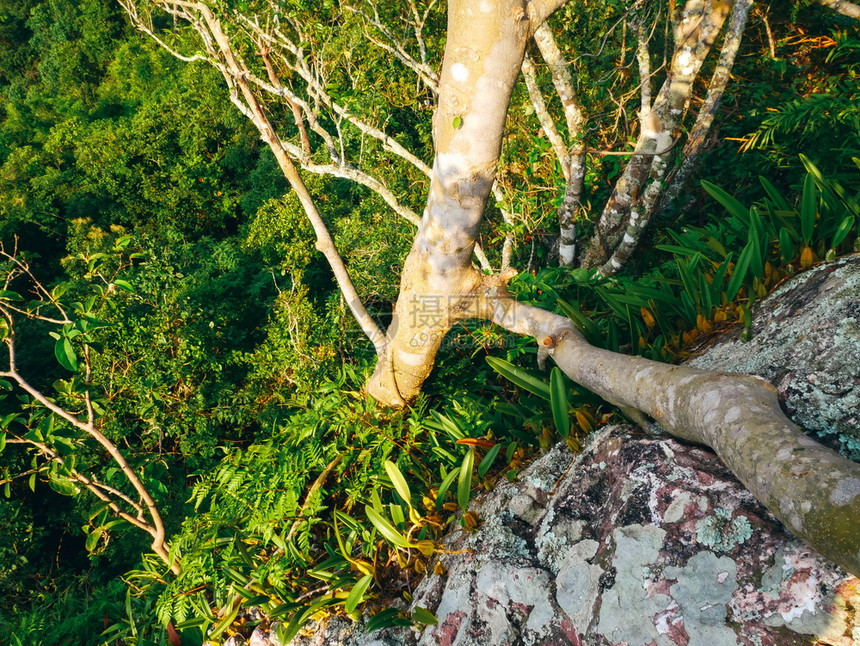 清晨的雨林树木丛旅行游图片