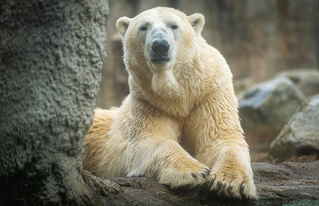 北极熊躺在一块巨石上高清图片