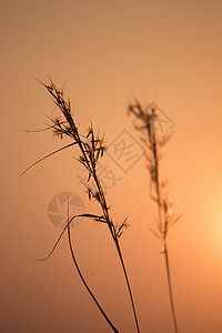 黄色的干草背影和黎明日出轮廓夏天图片