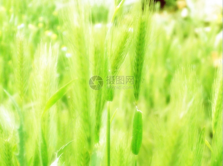 绿色小麦背景耳朵射线土地农业图片