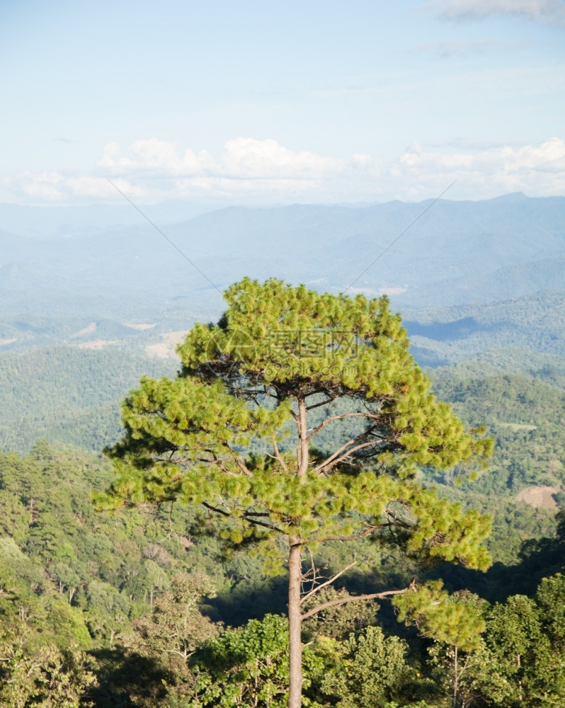 在山顶生长的高树木覆盖的山丘云团聚集在天空中一种旅行春天图片