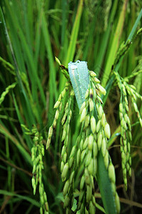 生长小麦大米叶上的水滴稻田图片