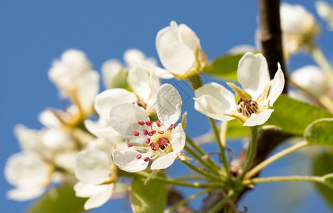 常见的梨皮氏家畜春天的花朵自然园盛开图片