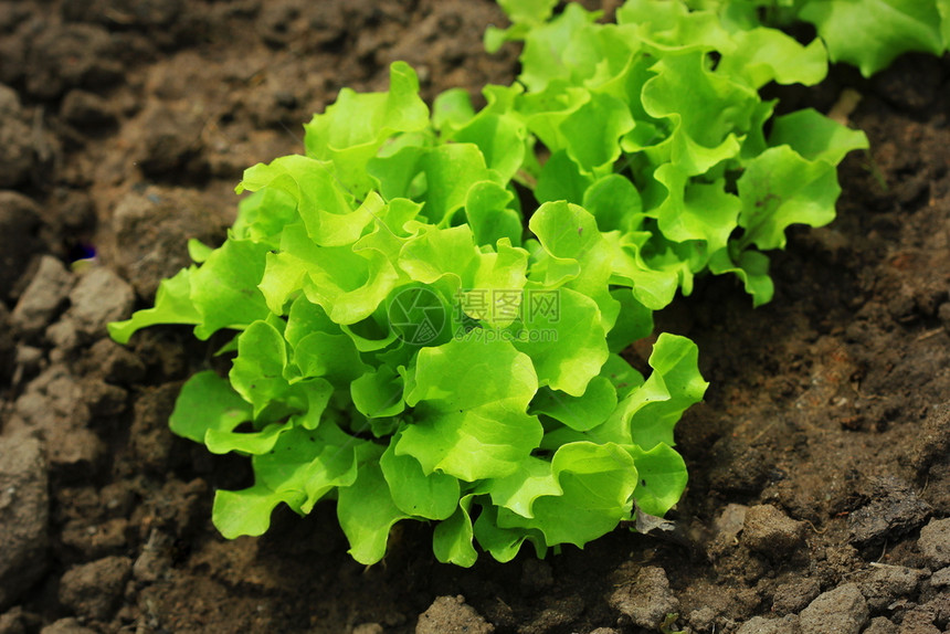 农场生产在花园里种植绿色卷曲沙拉种植健康素食在花园里种植绿色卷曲沙拉种植健康素食白色的图片