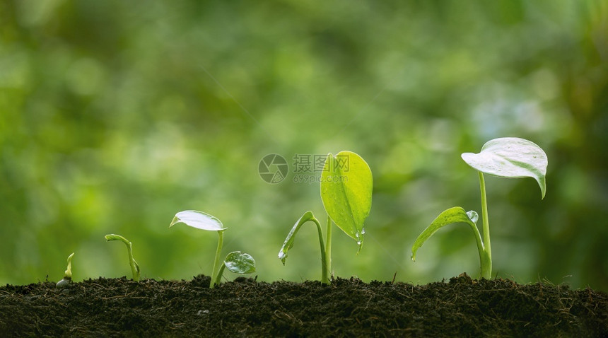 污垢步年轻的在自然背景模糊的肥沃土壤上以发芽顺序生长的农业植物苗种在天然本底模糊的肥沃土壤上图片