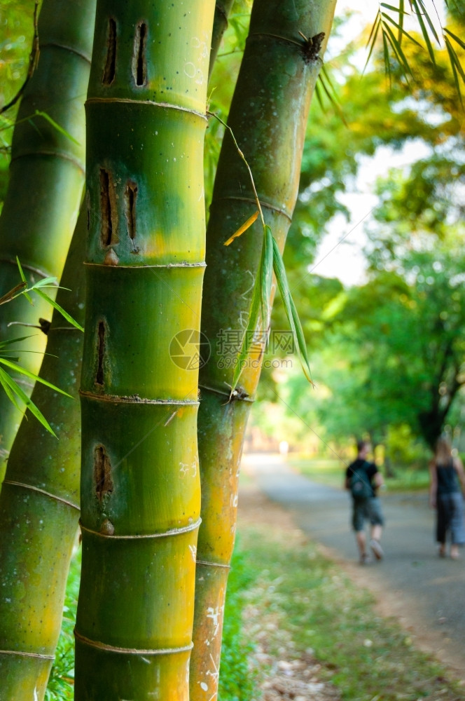 竹签与背景中的人缅甸森林抽象的新鲜图片