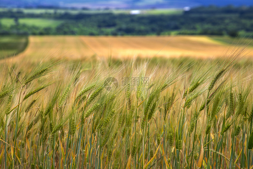 绿色季节田地小麦耳模糊背景农业和收割概念包括农牧业和采伐春天图片