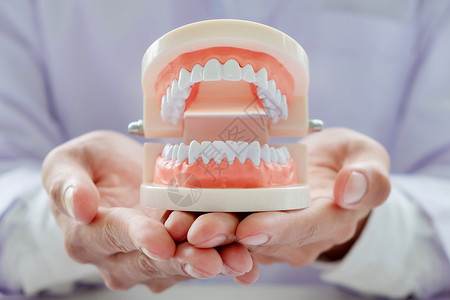 模型医疗的工具在牙科诊所拥有齿型医图片