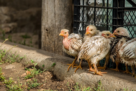 孩子在农场院里的小母鸡不同品种的在农场院子里的小母鸡羽毛图片