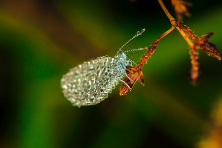 生物学饱和的蝴蝶上水滴花朵莱普托西亚尼娜保护图片