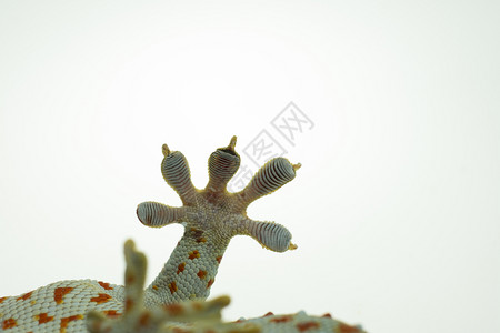 蜥蜴美丽关紧盖科腿和手指的白色背景尾巴图片