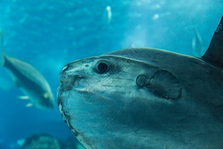 在蓝色深水的海底族馆洋中的鱼类有噪音的玻璃从中喷出动物水下自然图片
