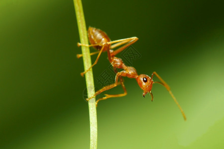 斯玛拉格迪纳关闭红色蚂蚁焦点头在自然绿调背景上粘贴树叶工作草蜘蛛背景