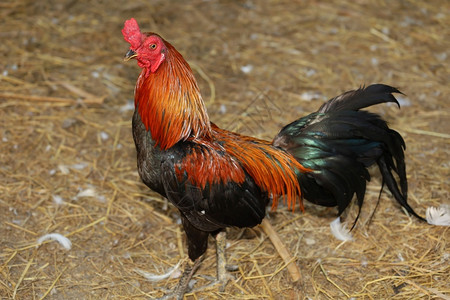 丰富多彩的停留食物斗鸡公在泰国的农场里图片