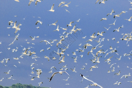 飞行青头鱼棕海鸥在空中飞翔传播图片