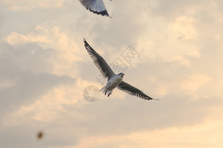 早春天气息海鸥在天空中飞翔背景