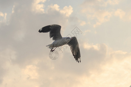 鸟羽毛蓝色的棕头海鸥在空中飞翔图片