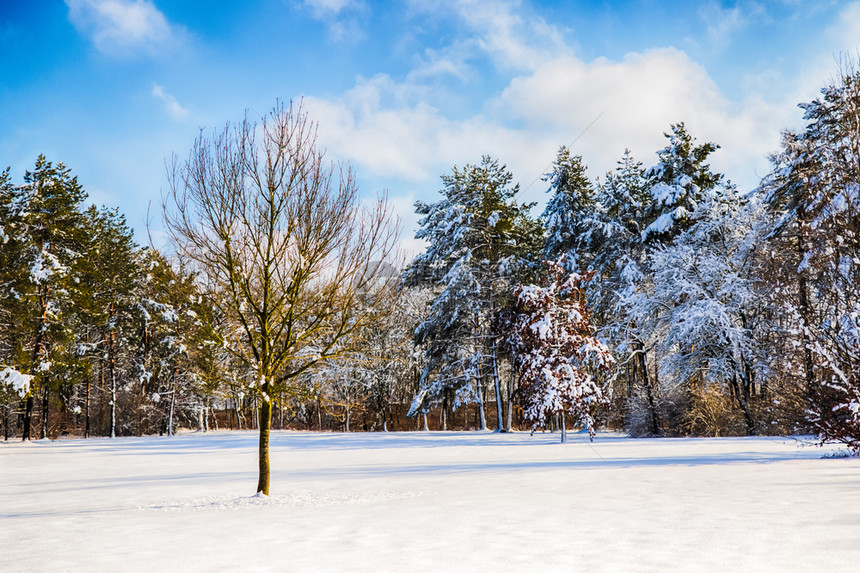 白雪皑进入森林中几棵树宁静冬天图片