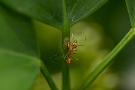 蚂蚁是天然的树叶协调花园森林图片