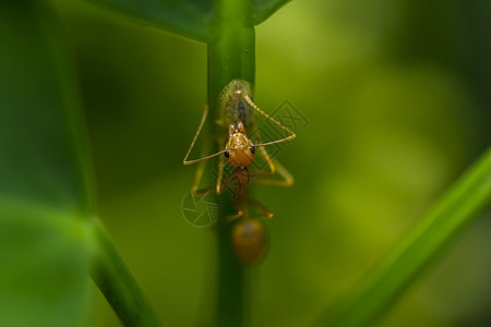 生物蚂蚁是天然的树叶团队合作动物图片