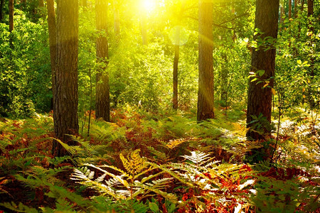 秋天阳光照进树林图片
