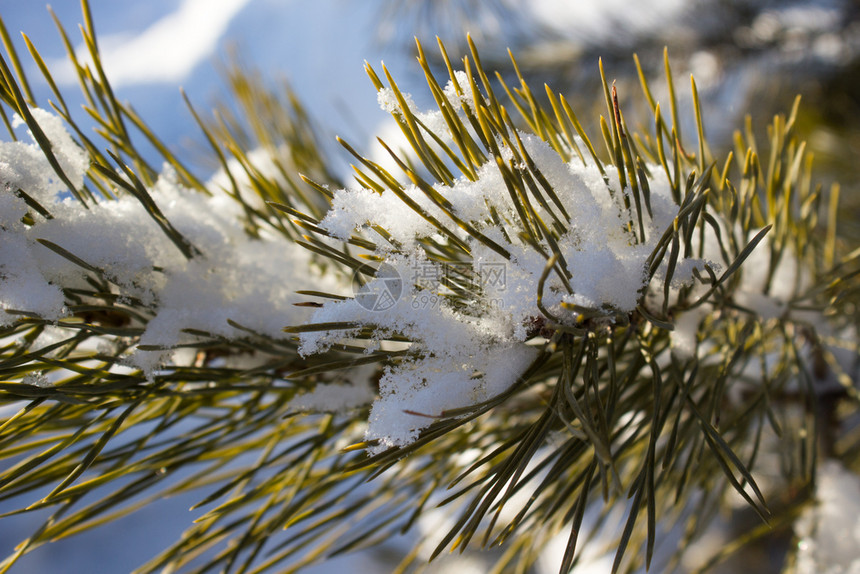 玩具降雪覆盖下的松树枝图片