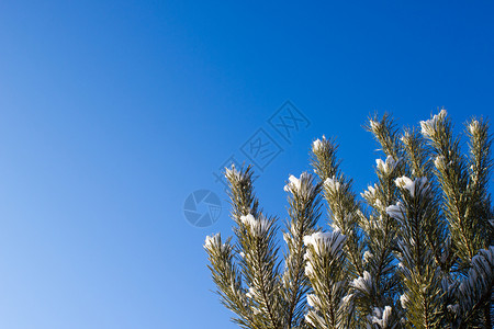 霜分支十二月雪下的松树枝图片