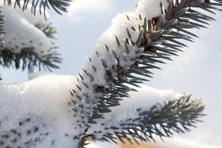 玩具假期植物群雪下的松树枝图片
