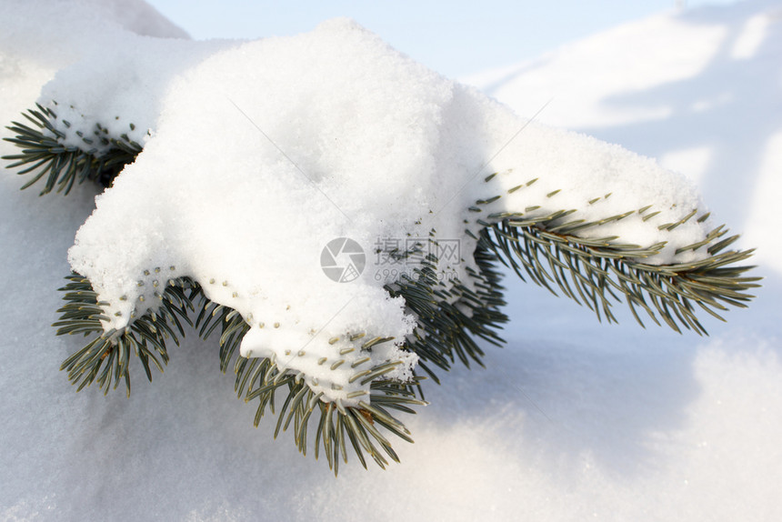 白色的雪下松树枝蓝色新图片