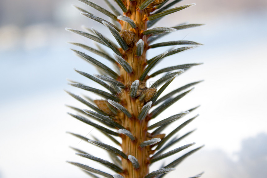 冬天环境森林雪下的松树枝图片