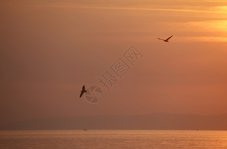 夕阳天空中飞翔的海鸥图片