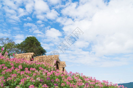 旅游山上和森林的农地花田夏季和白天的空小屋景观背景图片