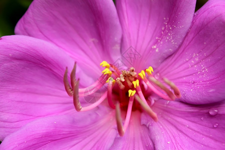 植物群花园中美丽的粉红色花朵束抽象的图片