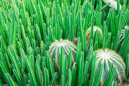 仙人掌植物图片