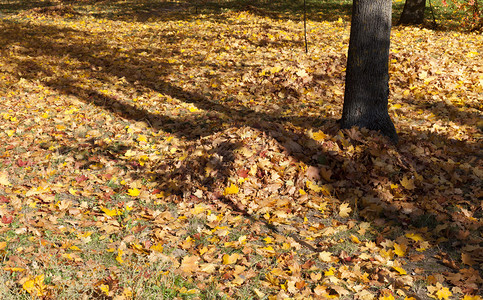 公园里满地的落叶图片