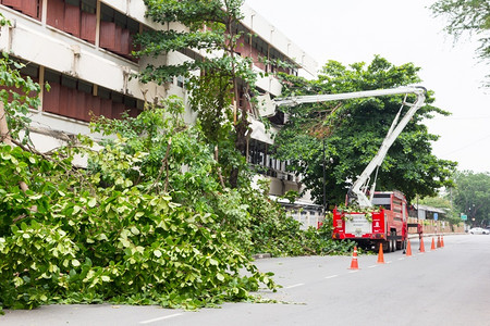 人们落下刀具2014年5月日Crane切开路边树高清图片