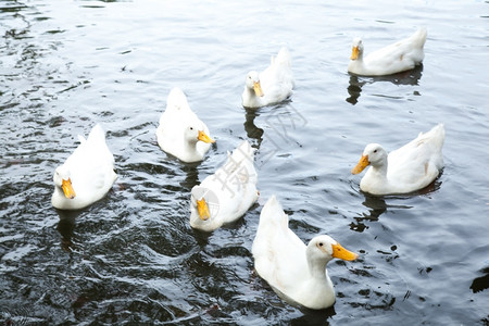 游泳的鸭子在水中游泳许多鸭子在公园内用池塘喂养观鸟图片